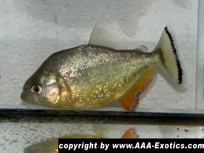 Serrasalmus sp. Diamond Yellow Piranha Parana